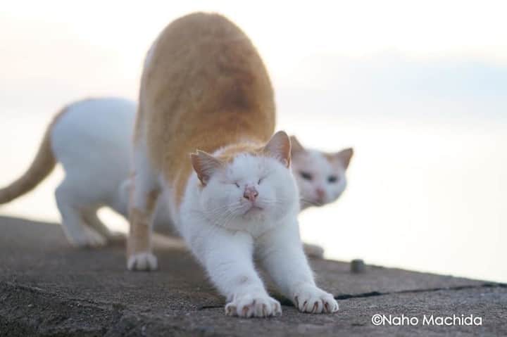 NEKOくらぶさんのインスタグラム写真 - (NEKOくらぶInstagram)「顔だけはちゃんと映りたいひと。⠀ @cat_serenade さんの作品ですにゃ（＝ΦωΦ＝）⠀ *⠀ いいね！＆コメント大歓迎！！⠀ *⠀ #nekoclub #NEKOくらぶ #Japan #Photo #写真 #日本 #cat #ネコ #ねこ #猫 ⠀ Follow: @nekoclub_jpn⠀ *⠀ ▼【廣済堂出版共同企画】NEKOくらぶの皆さまとつくる「NEKOくらぶ写真集」、発売中♪（＝ΦωΦ＝）⠀ ※詳細は本アカウント「 @nekoclub_jpn 」のプロフィールに固定しているハイライトから⠀ *⠀ ※当アカウントでシェアさせていただいた作品は、東京カメラ部YouTubeアカウントでも投稿者様のお名前入りでご紹介させていただく場合があります。これらの使用に関して原則通知は行いませんので、予めご了承ください。⠀ ※皆様、政府、自治体など公的機関の指示に従った行動をお願いします。⠀ 東京カメラ部および分室では、写真を「見る楽しみ」を提供することを通して、微力ながら皆様にわずかな時間でも癒しをお届けしたいと思っております。⠀ ※本アカウントは東京カメラ部がFacebook、Instagramのサービスを利用して運営しているもので、Facebook社・Instagramとは一切関係ありません。」2月6日 10時00分 - nekoclub_jpn