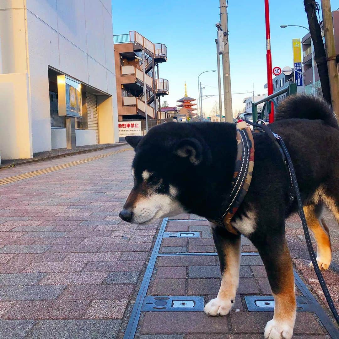 小川博永さんのインスタグラム写真 - (小川博永Instagram)「今日は暖かくなるそうで。  #今朝まる #ししまる #dog #dogs #柴犬 #黒柴」2月6日 10時05分 - ogawahironaga