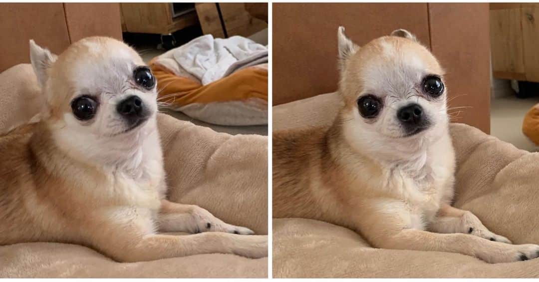 まち(Machi)のインスタグラム：「. Happy weekend🐶❤️ . #chihuahua #chihuahuas #dog #instadog  #weeklyfluff #doglover #chihuahualove #ふわもこ部 #choco #azuki #omochi #チワワ #ちわわ #犬 #スムチー #ロンチー #ちわすたぐらむ #いぬすたぐらむ #ちわわ部」