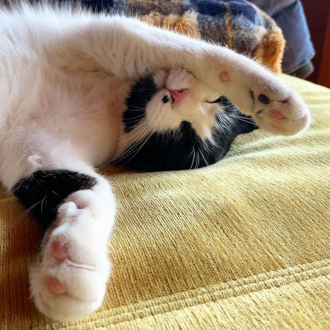 池内万作のインスタグラム：「天然癒し成分。 #イケウチ家の猫 #ねおっさん」
