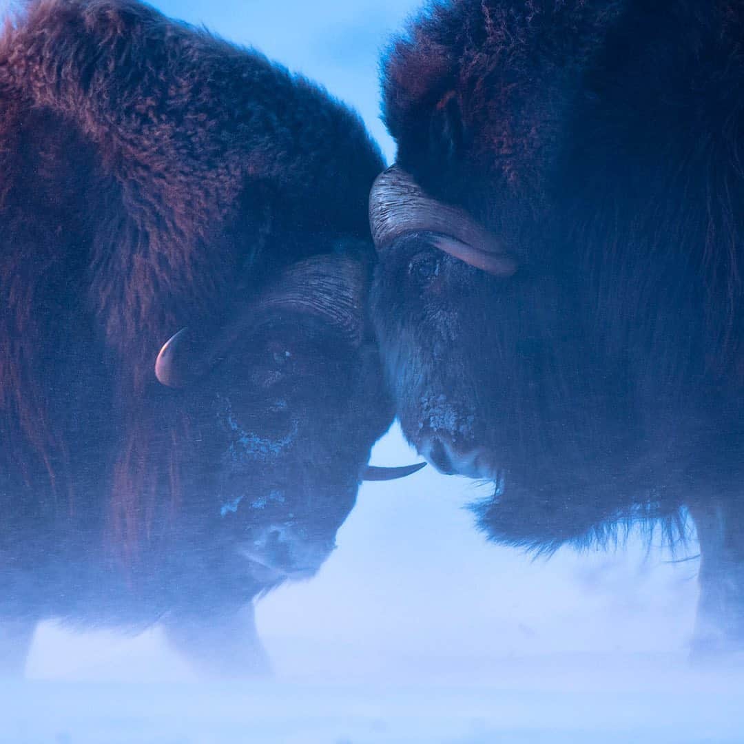 thephotosocietyさんのインスタグラム写真 - (thephotosocietyInstagram)「Photograph by @florianschulzvisuals // I photographed these two muskox bulls during a blizzard in Arctic Alaska. With the wind chill the 30 below felt more like -60. For the muskox, however, the cold did not seem to matter at all. The more time I spent with the muskox the more I learned how perfectly they are adapted to this environment: Their wool is 8 times warmer than sheep wool and they can survive on small lichen in this frozen world. Muskox have fascinated me ever since I saw them for the first time in the coastal plains of the Arctic Refuge some 20 years ago. With their long guard hair, they seem out of this world, resembling creatures out of a fairy tale. Follow me @florianschulzvisuals for more from the wild and get a behind the scenes look @florianschulzproductions @natgeo #arctic #alaska #savethearctic #wildlifephotography #winter #muskox」2月6日 11時14分 - thephotosociety