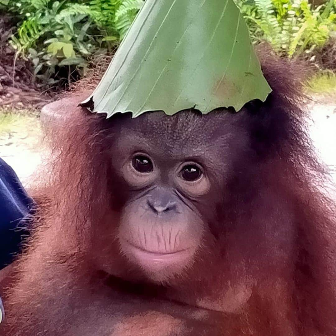 OFI Australiaさんのインスタグラム写真 - (OFI AustraliaInstagram)「Darling little Crystal is the latest addition to our foster program. She loves to play with the variety of enrichments items we give her to stimulate her senses. In particular she loves to “wear” the banana leaves on her head!  You can foster Crystal by visiting the link in our bio. #fosteranorangutan #crystal #saveorangutans #orphan  ______________________________ 🦧 OFIA President: Kobe Steele kobe@ofiaustralia.com  OFIA Patron: Dr Birute Galdikas @drbirute @orangutanfoundationintl @orangutan.canada www.orangutanfoundation.org.au 🦧 🧡 🦧」2月6日 11時18分 - ofi_australia