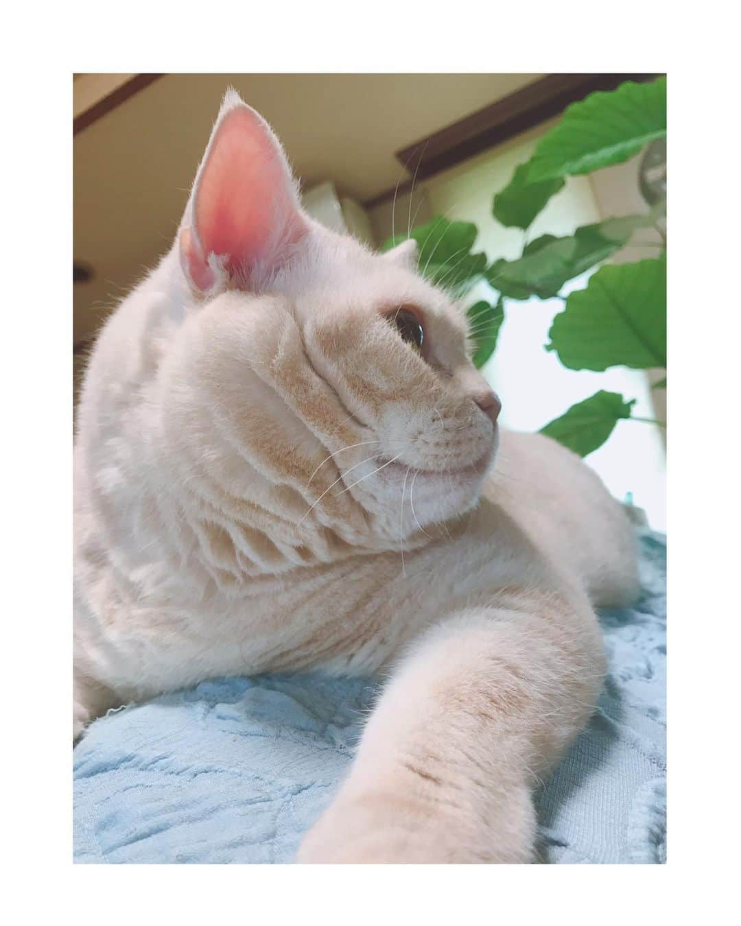 吉岡里帆さんのインスタグラム写真 - (吉岡里帆Instagram)「(ﾟ∀ﾟ)  (=ﾟωﾟ)ﾉ  #猫」2月6日 22時37分 - riho_yoshioka