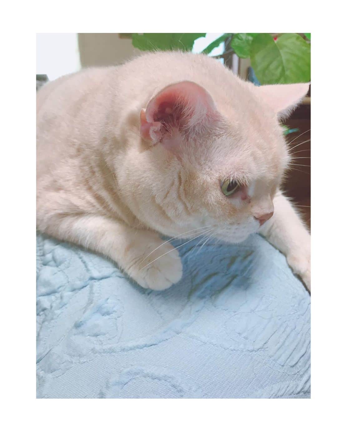 吉岡里帆さんのインスタグラム写真 - (吉岡里帆Instagram)「(ﾟ∀ﾟ)  (=ﾟωﾟ)ﾉ  #猫」2月6日 22時37分 - riho_yoshioka