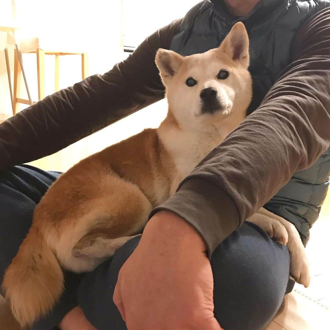 柴犬リリコのインスタグラム：「パパ👨🏻はベッド🛌だワン🐶 #下僕 #パパマッサージ 💆🏻‍♀️ #フェイスマッサージ」