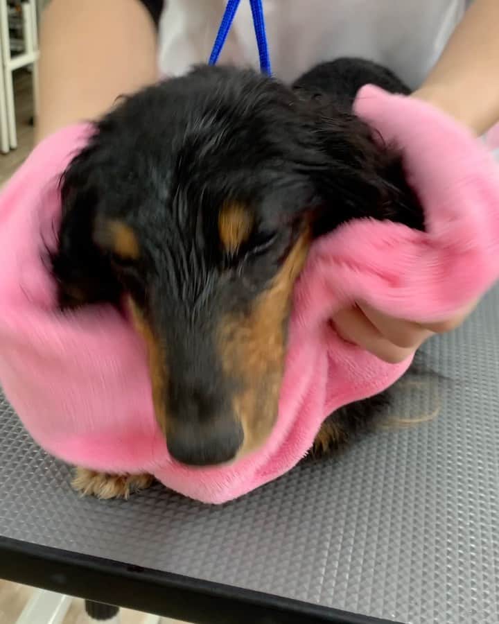 大阪ECO動物海洋専門学校のインスタグラム：「学生スタッフにお手入れしてもらいました🐶💕 とってもいい子に過ごしていました😉✨  #ミニチュアダックスフンド  #グルーミング #大阪ECO #大阪ECO動物海洋専門学校 #動物 #専門学校 #動物飼育 #動物園 #水族館 #飼育員 #ドルフィントレーナー #アクアリスト #動物看護師 #トリマー #ドッグトレーナー #トリミング #犬 #animal #dog」