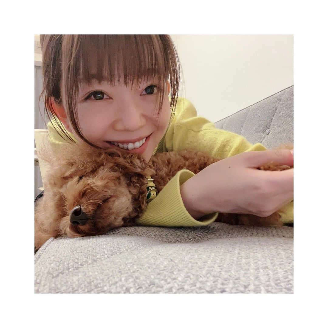 牧野由依のインスタグラム：「仲良しこよし❤️✨ お仕事のチェックをしていたら、 ジーーっと見てくるパインさん。  その姿があまりにも可愛くてついつい一緒に遊んでしまいました🤤💕  #犬のいる暮らし #犬バカ部 #犬スタグラム #いぬ部 #トイプードル大好き #といぷーどる男の子」