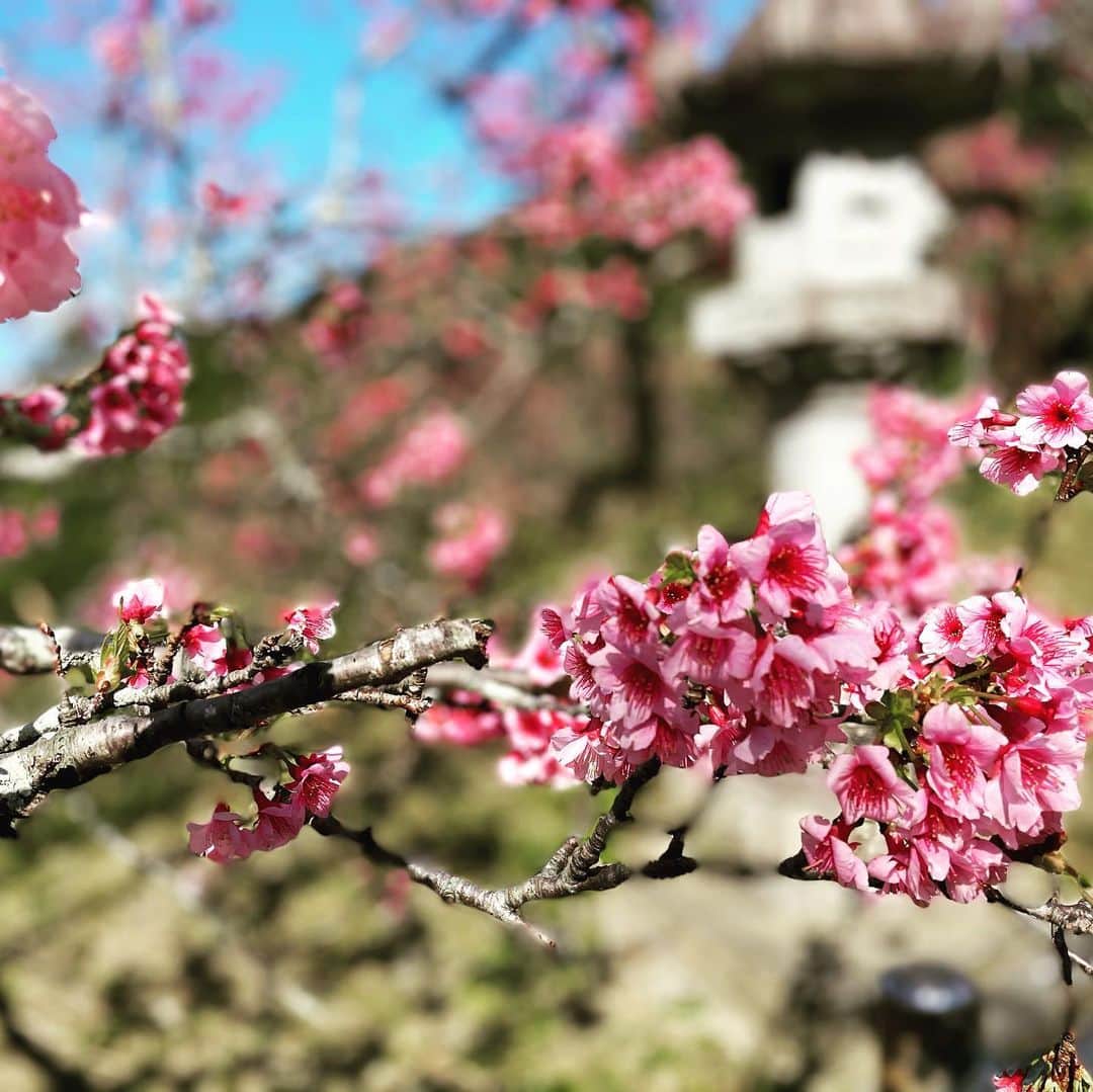 伊波紗友里さんのインスタグラム写真 - (伊波紗友里Instagram)「名護のカンヒザクラ🌸 青空にあでやかなピンク色が 映えていました😊✨  沖縄はもう春。。。 。。。を通り越して 夏のような日でした😅💦  #カンヒザクラ #名護 #サクラサク #沖縄」2月6日 22時04分 - sayuri_iha41