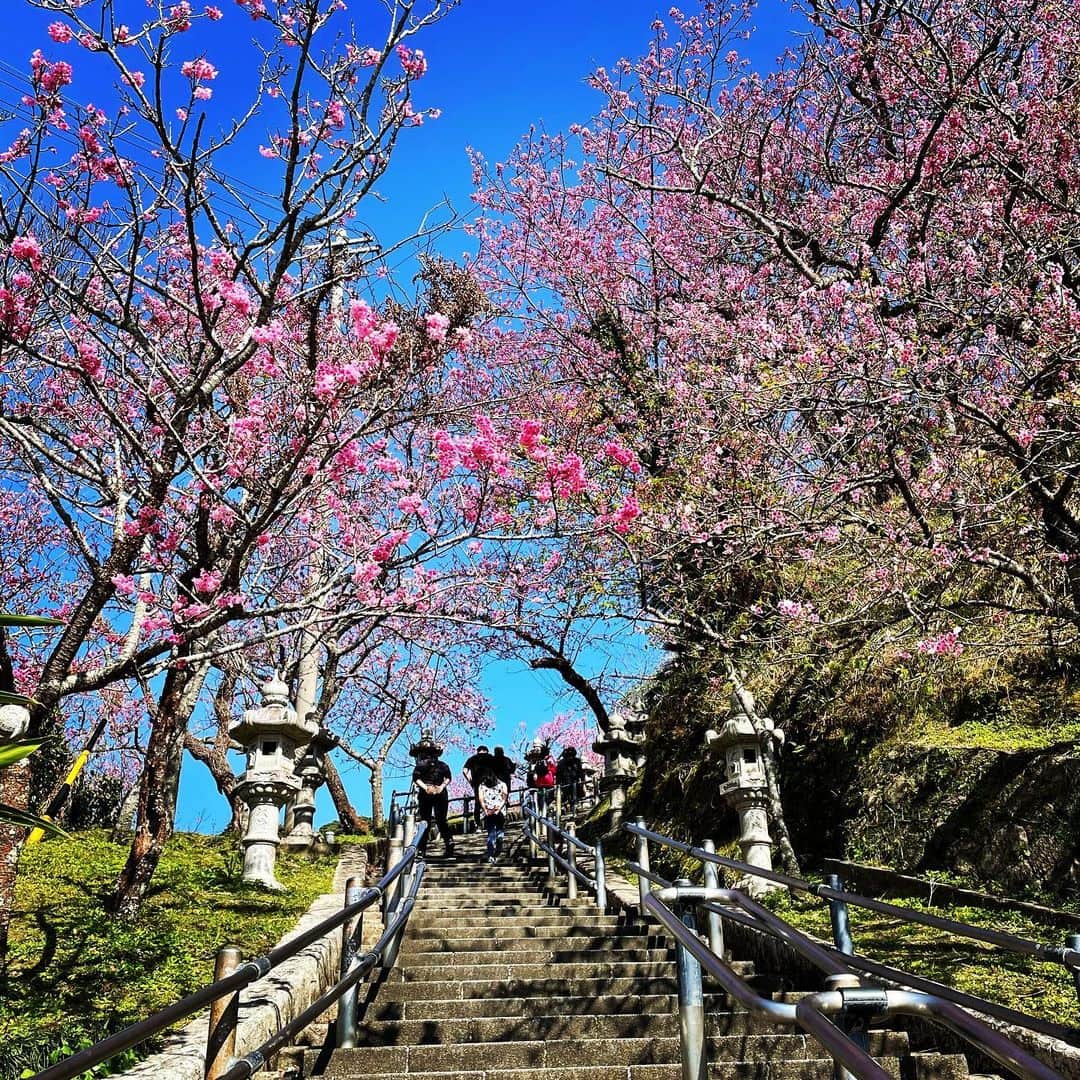 伊波紗友里さんのインスタグラム写真 - (伊波紗友里Instagram)「名護のカンヒザクラ🌸 青空にあでやかなピンク色が 映えていました😊✨  沖縄はもう春。。。 。。。を通り越して 夏のような日でした😅💦  #カンヒザクラ #名護 #サクラサク #沖縄」2月6日 22時04分 - sayuri_iha41