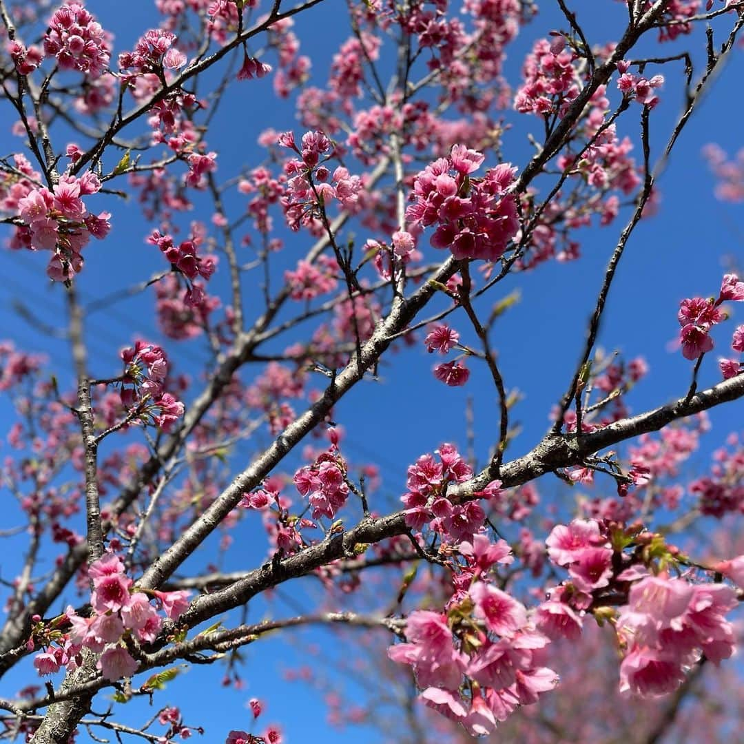 伊波紗友里のインスタグラム：「名護のカンヒザクラ🌸 青空にあでやかなピンク色が 映えていました😊✨  沖縄はもう春。。。 。。。を通り越して 夏のような日でした😅💦  #カンヒザクラ #名護 #サクラサク #沖縄」