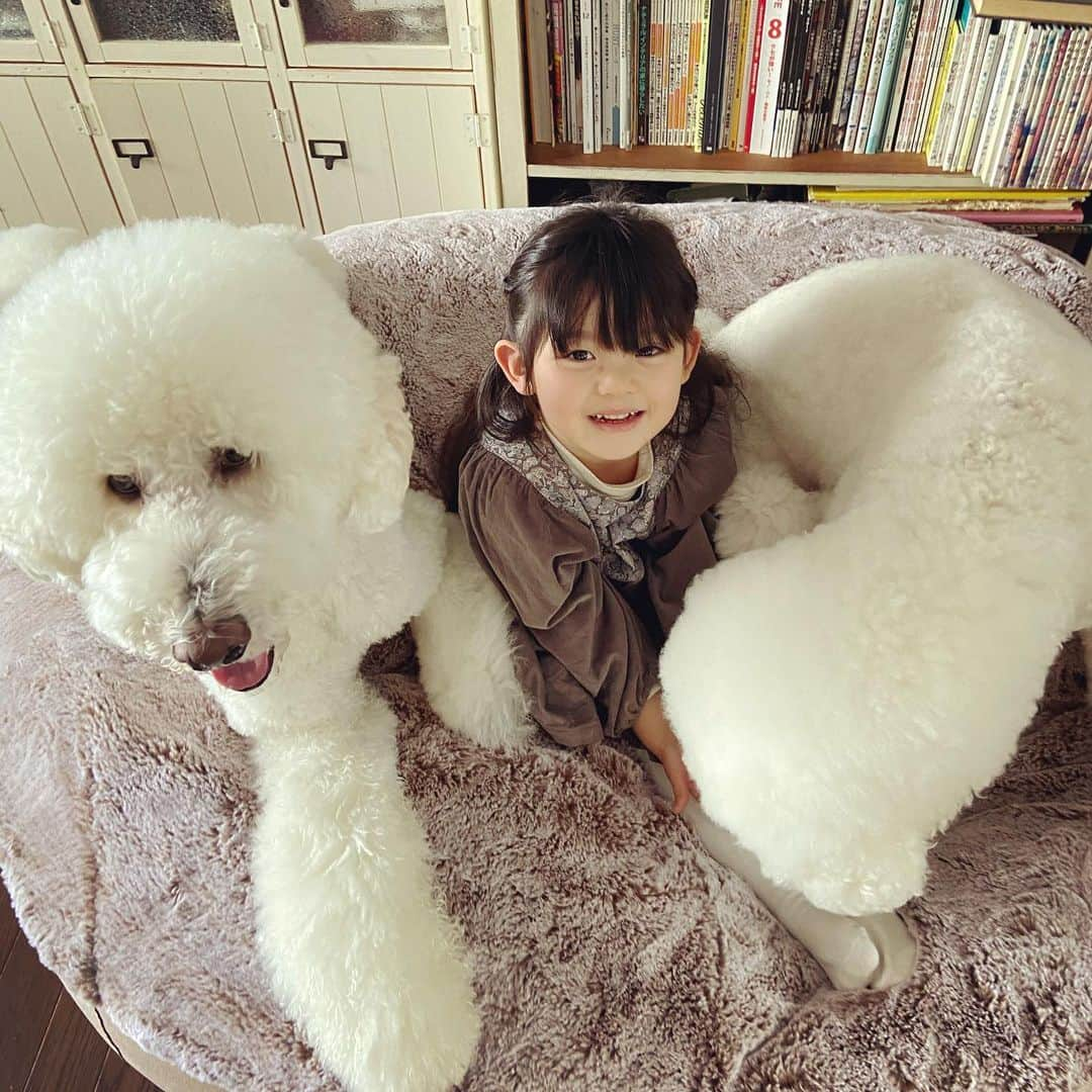 たまねぎさんのインスタグラム写真 - (たまねぎInstagram)「. . わちゃわちゃ もちゃもちゃ🤣  #standardpoodle #dog #lovedogs #スタンダードプードル #大型犬と子供 #poodle #dogstagram #いぬのいる生活 #子どもと犬  #kidsanddog #ママリ #キズナ #コドモノ #いこーよ #いぬのきもち #犬と暮らす #いぬなしでは生きていけません  #多頭飼いの幸せ #ペットラウンジ #犬と子どものいる暮らし #わちゃわちゃ #がっくん #足落ちてる」2月6日 22時16分 - tamanegi.qoo.riku