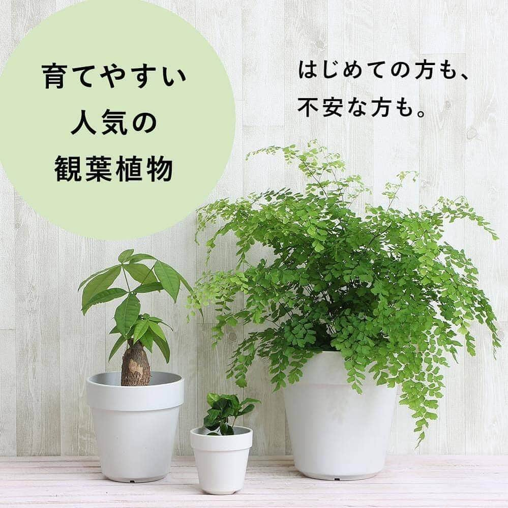 みどりで、つながる GreenSnapのインスタグラム