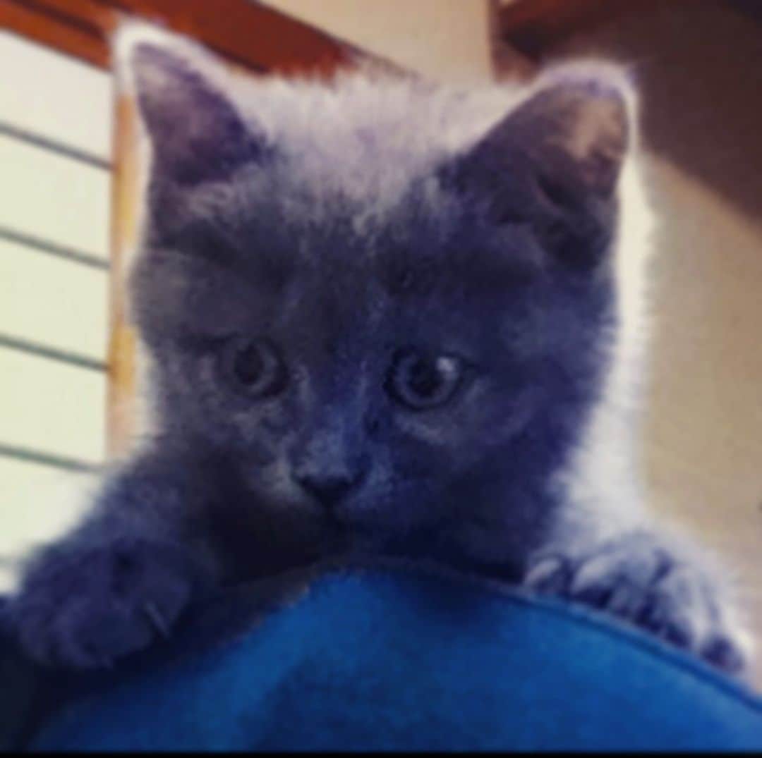 チキン南蛮カレーのルウ王子のグルメインスタ