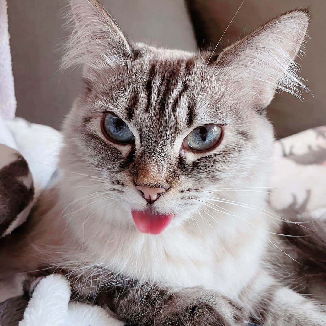 Cats of Instagramさんのインスタグラム写真 - (Cats of InstagramInstagram)「From @iamkirithecat: "When I go overboard licking 👅, and now my tongue won’t go back in 🙀" #twitterweek #catsofinstagram ⁠」2月6日 13時35分 - cats_of_instagram