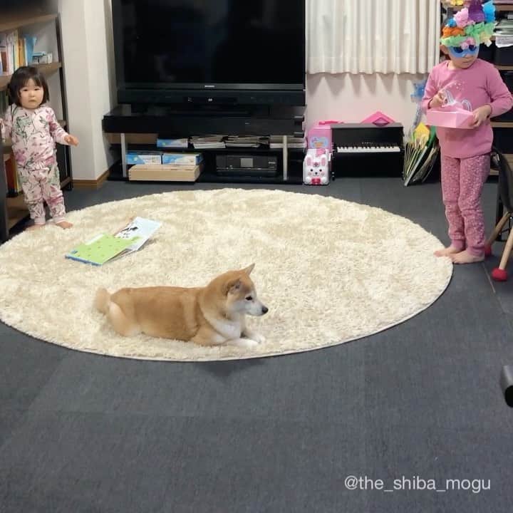 Moguのインスタグラム：「. ※音量注意※ みんなで仲良く絵本を読んでいたら今年は青鬼がやってきましたなの。 #節分 #setsubun #本気で怒ってるもぐ #ベビ子分が連れて行かれるのは別にいい #自分を守りたい #自分が一番大事 #もぐはそういう柴犬 #そして子分よ豆結構わたしに当たってるんだわ #子分に節分は自分の心の中にいる鬼をやっつけるんだって先生が言ってたって言われて浅はかな青鬼登場しづらかった #でも青鬼が去った後あれがわたしの心の中の鬼…って言い出してまさかの納得してくれててなんだかすみませんでした #昨年までのリサイクル鬼は限界がきたので引退しました 昨年までのはこのタグから見てくださいなの↓↓↓ #もぐの節分シリーズ . @the_shiba_mogu  #柴犬 #shibainu #shiba#犬 #dog#しばいぬ#nannydog#犬と子供#子供と犬#柴犬と子供#柴#赤ちゃんと犬#犬と赤ちゃん#柴犬と赤ちゃん#赤ちゃんと柴犬#柴犬のいる暮らし#子守犬#赤柴」