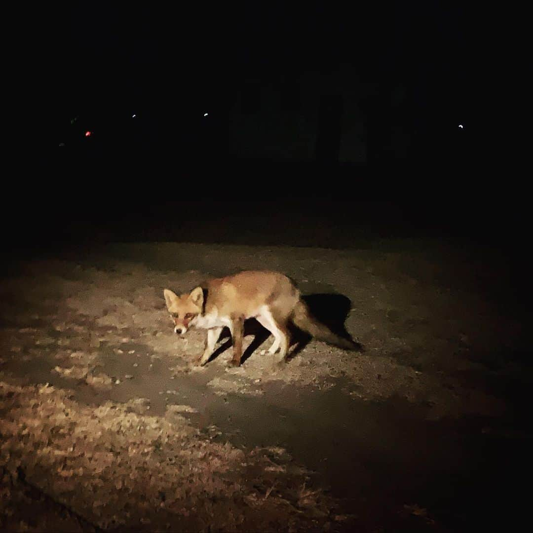 北出ゆいのインスタグラム：「きつねさん🦊✨ . #見たら幸運がくる #らしいよ」