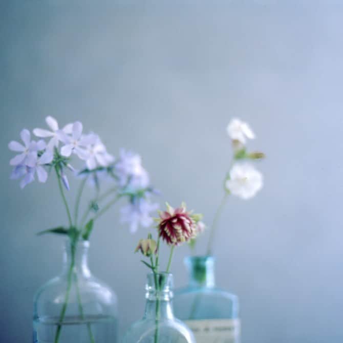Naomiのインスタグラム：「春にあげた写真のフィルムバージョン。 #nao1223film #nikonF3」