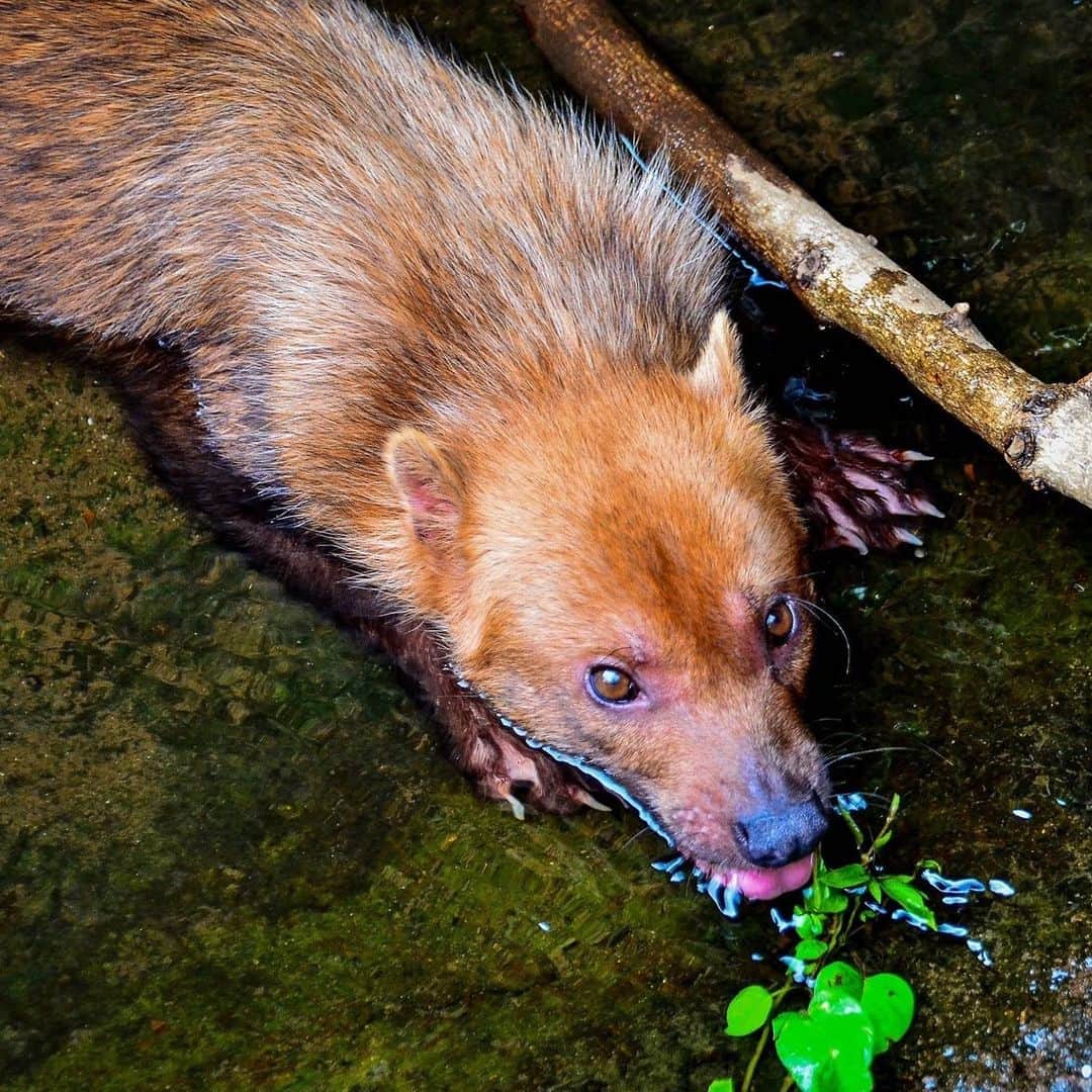 アメリカ自然史博物館のインスタグラム：「Meet the bush dog (Speothos venaticus)! This wild canine finds its home in forest or wet savanna habitats from Panama to northern Argentina. It has a semi-aquatic lifestyle and is a skilled swimmer, thanks to its partially webbed feet. During the day, it hunts for a variety of rodents such as agoutis, pacas, and capybaras. At night, it returns to its den, which may be an abandoned armadillo nest or hollow tree trunk. Photo: Toshihiro Gamo, CC BY-NC-ND 2.0, flickr」