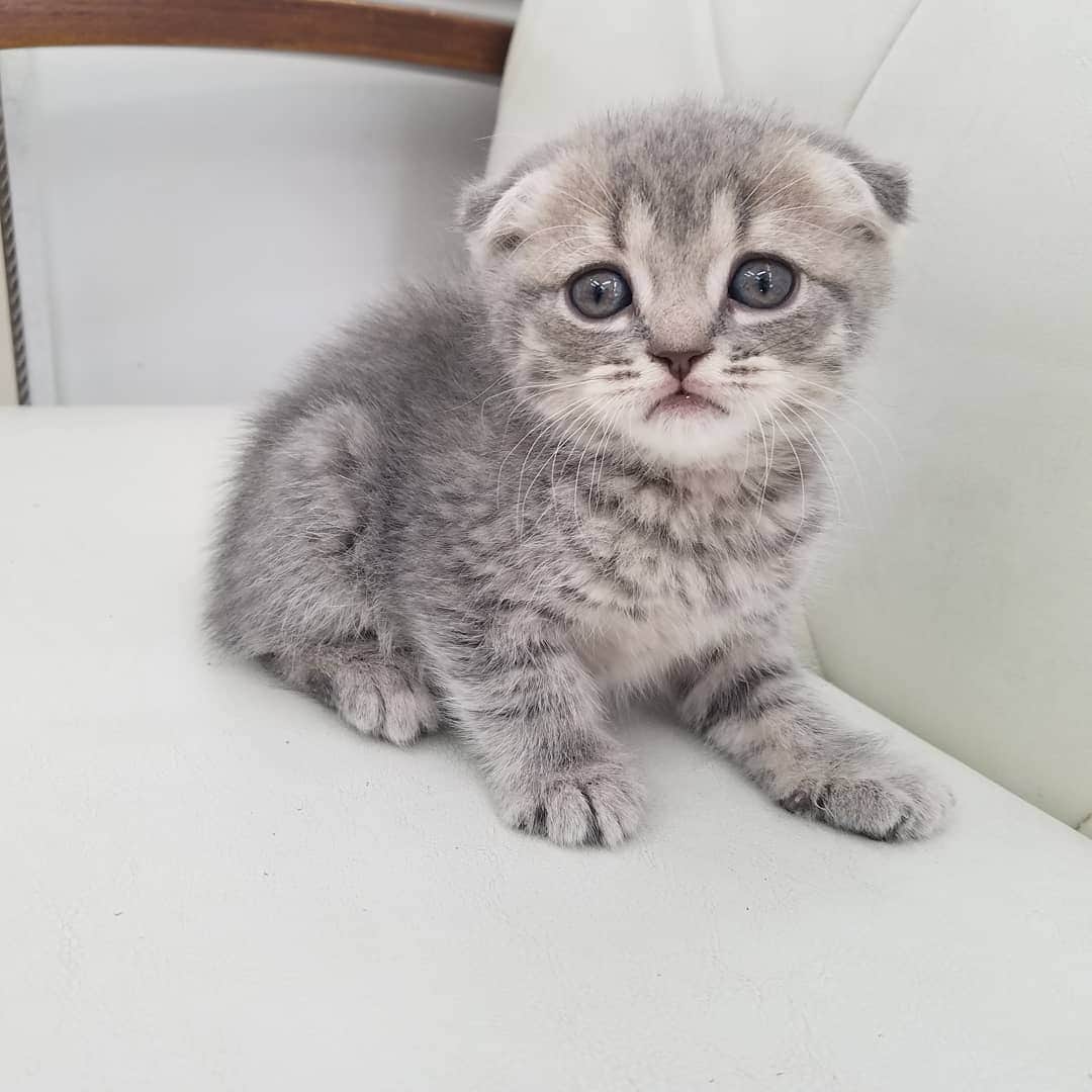 マンチカン(munchkin)キャットファーム大谷さんのインスタグラム写真 - (マンチカン(munchkin)キャットファーム大谷Instagram)「お客様にゃんこちゃん❤  #キャットファーム大谷#まんちかん#マンチカン#ネコ#こねこ#にゃんこ#猫ちゃん#ねこ部#ニャンスタグラム#猫#ねこ#子猫#モフモフ#モフモフねこ#ミヌエット#短足#ねこすたぐらむ#愛猫#かわいい#ふわもこ部#猫のいる暮らし#マンチカンブリーダー#ミヌエットブリーダー#cat#catsgram #catsofinstagram#instacat#picneko」2月6日 14時50分 - roytar222