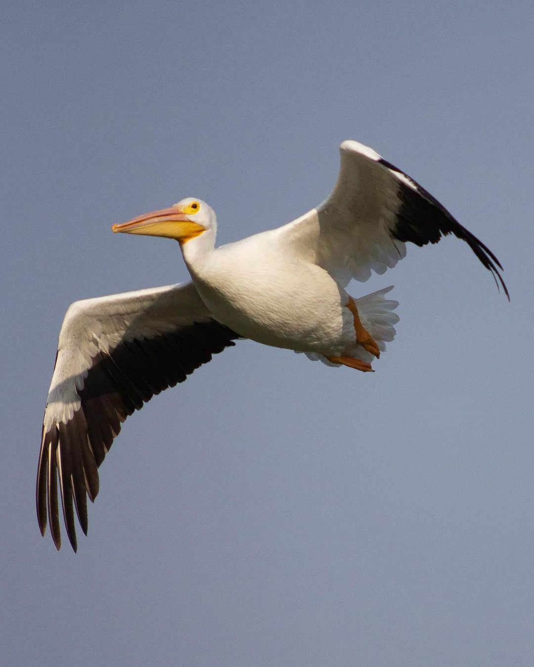 Chad Santosさんのインスタグラム写真 - (Chad SantosInstagram)「#伽藍鳥 #pelican #natgeo #natgeoyourshot #thisweekoninstagram #naturephotography #nature #bosquedearagon #aragon #cdmx #birdphotography #birdsofinstagram #300mmf28」2月6日 15時05分 - elchadsantos