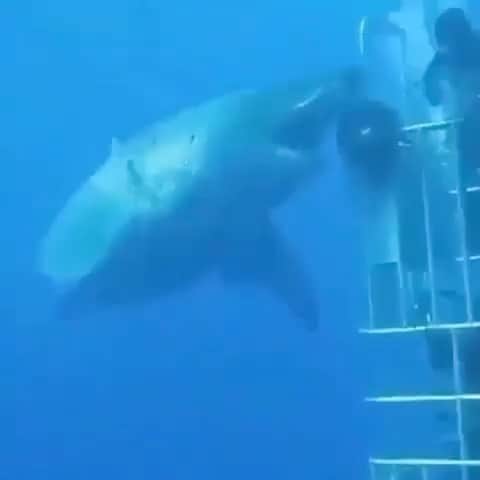 エディ・マクリントックのインスタグラム：「#repost @sharksacc ・・・ The biggest girl of them all! 🦈 💙  . Video by Unknown」
