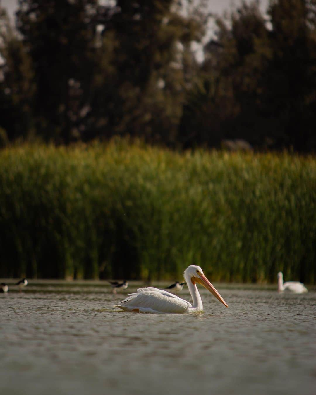 Chad Santosさんのインスタグラム写真 - (Chad SantosInstagram)「#伽藍鳥 #pelican #natgeo #natgeoyourshot #thisweekoninstagram #naturephotography #nature #bosquedearagon #aragon #cdmx #birdphotography #birdsofinstagram #300mmf28 #paisajedf」2月6日 15時23分 - elchadsantos