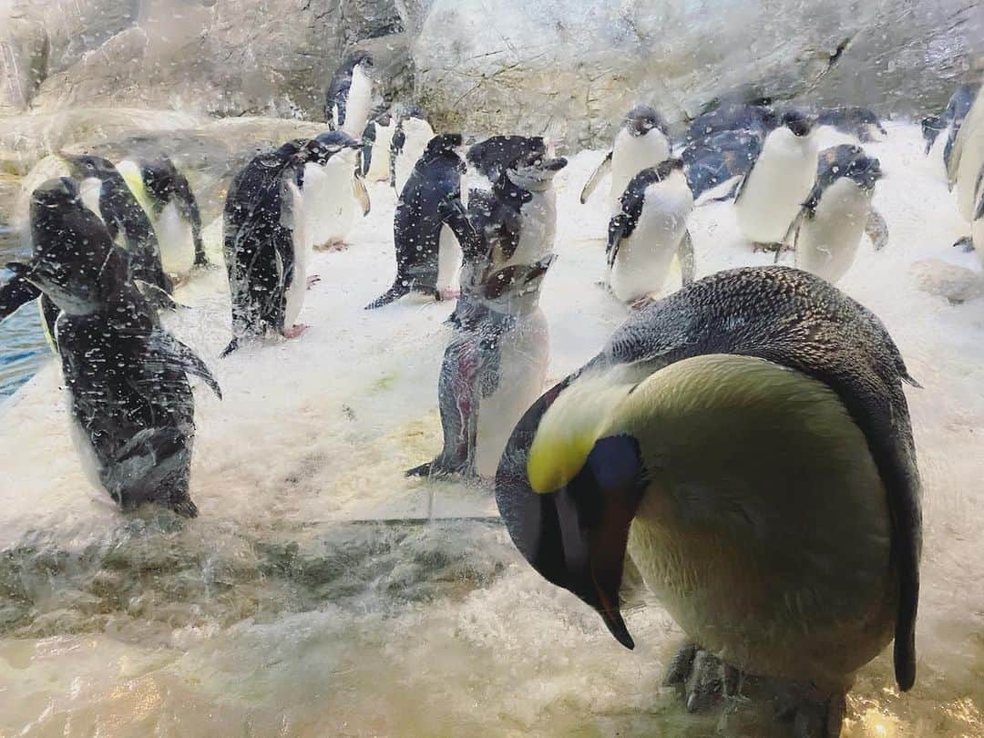 秋山衣梨佳さんのインスタグラム写真 - (秋山衣梨佳Instagram)「🐼🦁🐧 　 　 結構前に行った アドベンチャーワールド。 パンダが愛おしすぎた🐼💗 　 　 #adventureworld#zoo#アドベンチャーワールド」2月6日 15時44分 - akiyamaerika