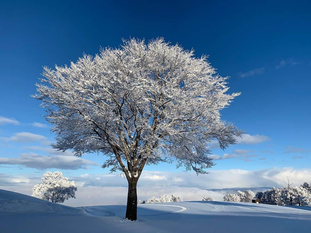 岩本憧子のインスタグラム：「. 綺麗な雪景色❄️ . 連日のモーグルJapanチームの活躍にワクワクしております☺️ . まだ映像は見てないから早くJスポーツの放送見たいなぁ。🎿 . . #雪景色 #野沢温泉スキー場 #モーグル　#Japanチーム」