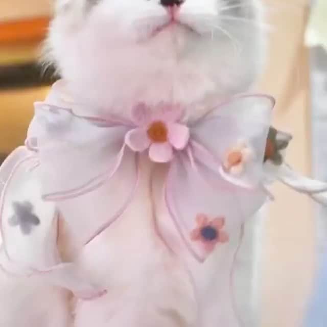 クレメンツリベイロのインスタグラム