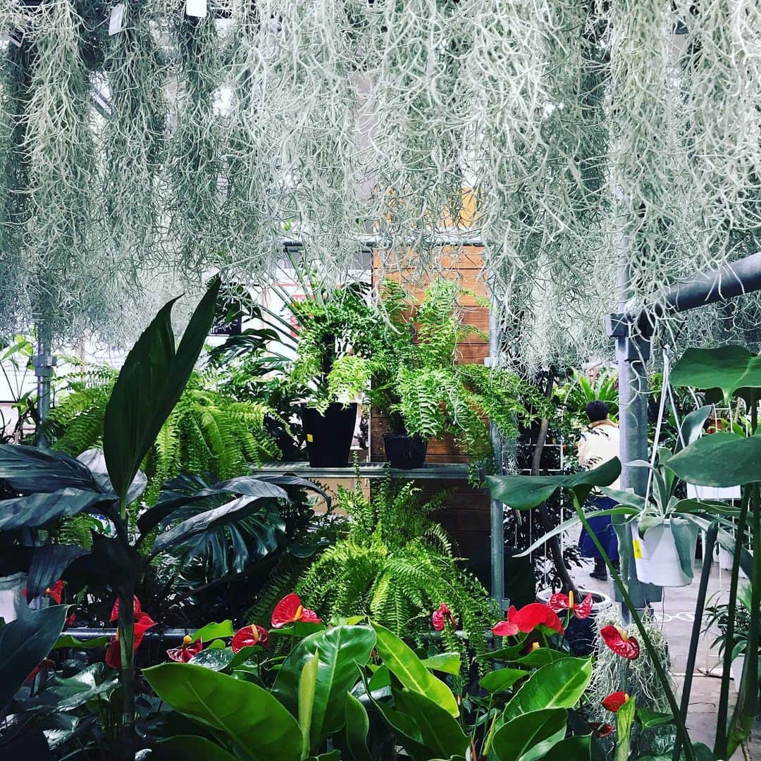 福田葉子さんのインスタグラム写真 - (福田葉子Instagram)「春に向けて新たな植物を探しに。園芸店、グリーンショップは巡るだけで楽しい。ずっとみていられます。 #green #plants #weekend #sunny #gardening #fun #オザキフラワーパーク #園芸店　#グリーンショップ　#植物　#ガーデニング　#週末　#植物のある暮らし」2月6日 16時17分 - yoyoyokoko