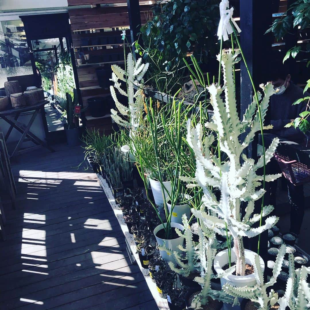福田葉子さんのインスタグラム写真 - (福田葉子Instagram)「春に向けて新たな植物を探しに。園芸店、グリーンショップは巡るだけで楽しい。ずっとみていられます。 #green #plants #weekend #sunny #gardening #fun #オザキフラワーパーク #園芸店　#グリーンショップ　#植物　#ガーデニング　#週末　#植物のある暮らし」2月6日 16時17分 - yoyoyokoko