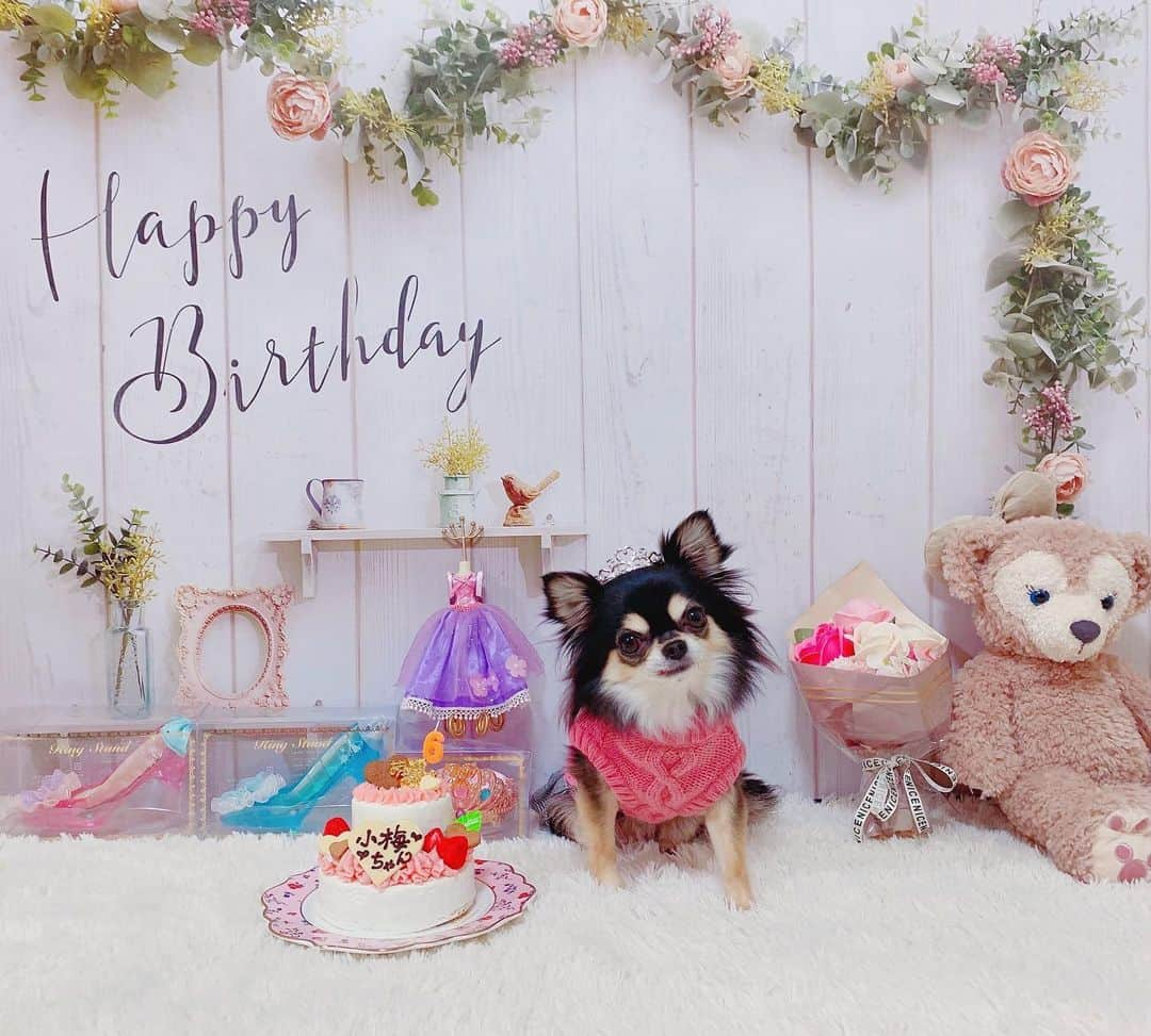 RIKAさんのインスタグラム写真 - (RIKAInstagram)「. . . ６歳の小梅ちゃんのお誕生日🎀🎀🎀 おめでとう🎂💖🎂💖🎂💖 . . #instalove#instagood#l4l#l4like#l4ls#princess #chihuahua#chihuahualove#chihuahuas#dog #baby#dogstagram#love#happybirthday#1月26日 #誕生日#犬好きさんと繋がりたい#わんこ#🐾#６歳 #ブラックタン#チワワ#小梅#愛犬#可愛い#プリンセス#ディズニー#シェリーメイ」2月6日 16時32分 - riitan212