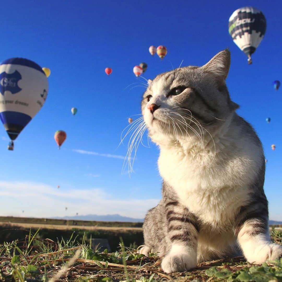Nyankichi Noranekoさんのインスタグラム写真 - (Nyankichi NoranekoInstagram)「佐賀と言えば、佐賀インターナショナルバルーンフェスタ🎈😸  いつか、気球に乗って太平洋を横断してみたいにゃり🎈😸  有朝一日想試一下乘坐熱氣球橫渡太平洋喵哩🎈😸  Someday I wanna try to cross the Pacific Ocean by sitting in a hot-air balloon meow 🎈 😸  #猫 #cat #고양이 #แมว #貓 #кошка #wats #chat #ニャンスタグラム #gato #catsofinstagram #ねこ部 #旅猫 #cats #aso #japan #猫写真 #ねこ #seekor #ネコ #kitty #catlover #パトロール #kucing #kucinglucu #バルーン #気球 #佐賀バルーンフェスタ #佐賀 #saga」2月6日 16時37分 - noraneko_nyankichi