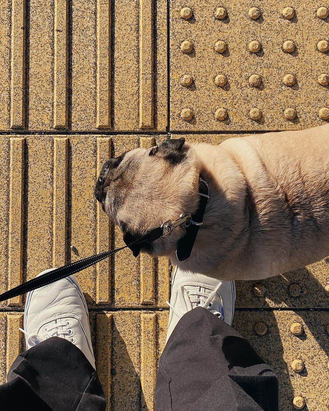 kaisakamotさんのインスタグラム写真 - (kaisakamotInstagram)「すなわちマブダチ #パグ #pug #pugstagram #dog #dogsofinstagram #コーナン」2月6日 16時49分 - kaisakamot