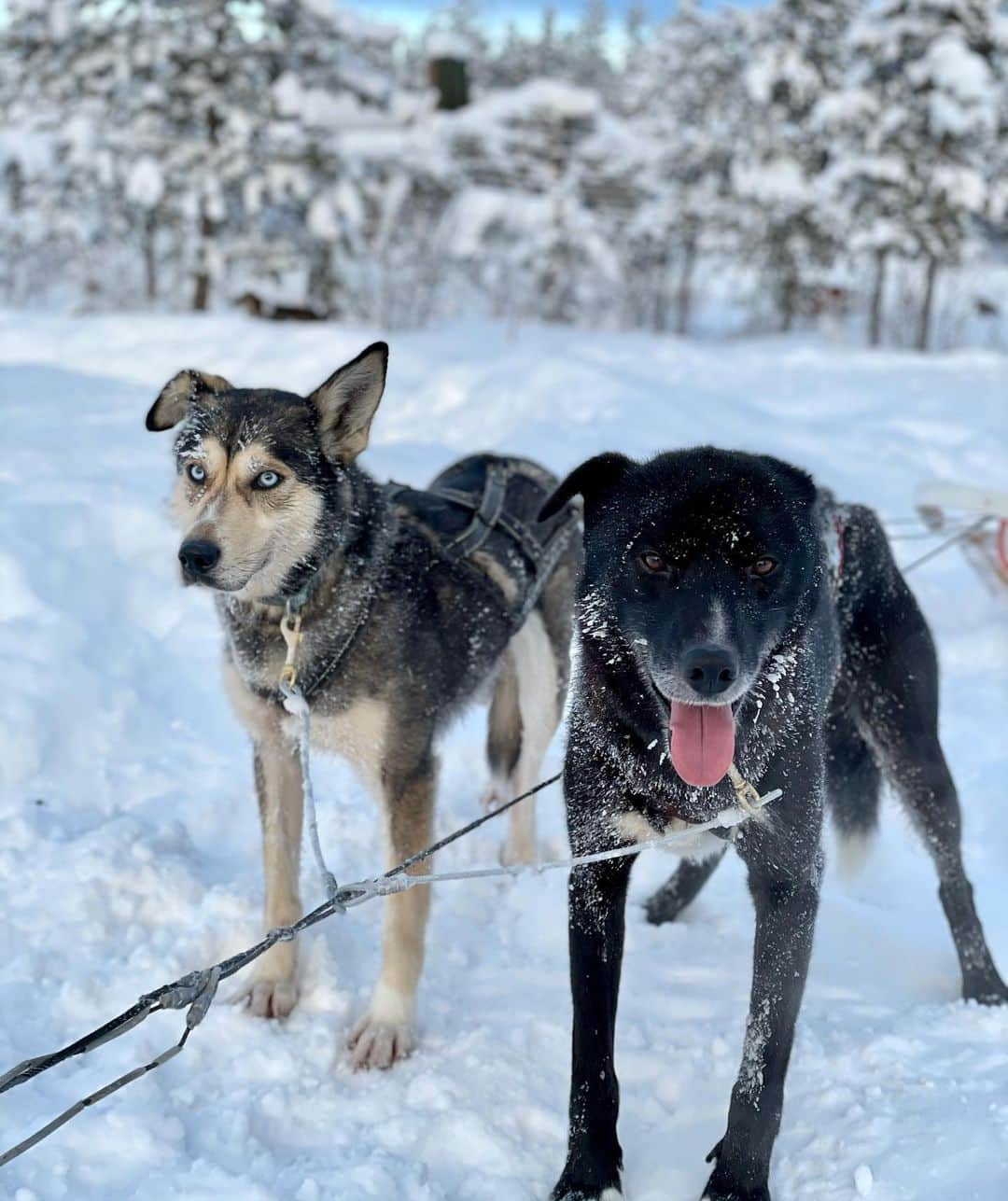 ラウラ・レピストさんのインスタグラム写真 - (ラウラ・レピストInstagram)「Ekan etätyöpäivän lounastauko.🤍❄️ Tyypit oli vähän innoissaan kun sai asiakkaita vedettäväkseen. Toivottavasti ens talvi on taas helpompi näille paikallisille yrittäjille, jotka tekee tätä työtä sydämestään elämäntapana! Kiitti @extreme_huskies ja koirulit, teissä on intoa ja voimaa kun pienessä kylässä.🤩 . . . . . #huskyajelu #extremehuskies #ivalo #auroravillage #lappi #finnishlapland #visitfinland #visitlapland #ourfinland」2月6日 17時15分 - lauralepisto