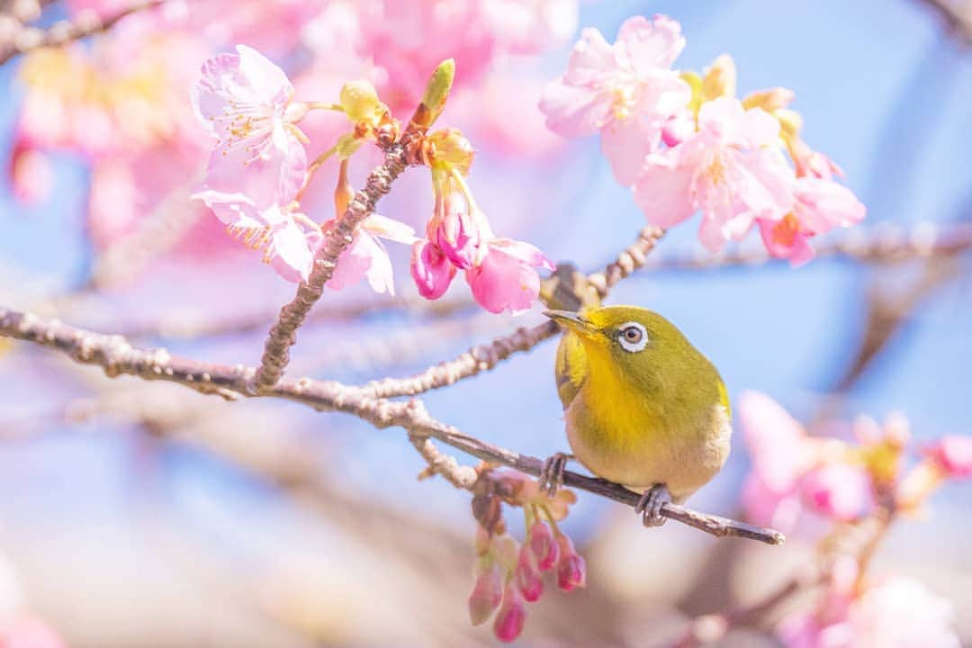 鹿児島よかもん再発見さんのインスタグラム写真 - (鹿児島よかもん再発見Instagram)「吉野公園の梅や河津桜を訪ねて来ました(^-^)/  メジロたちにも癒されながら🌸  #鹿児島 #鹿児島観光 #吉野公園 #メジロ #梅 #河津桜」2月6日 22時50分 - kagoshimayokamon