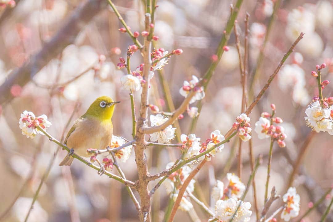 鹿児島よかもん再発見のインスタグラム：「吉野公園の梅や河津桜を訪ねて来ました(^-^)/  メジロたちにも癒されながら🌸  #鹿児島 #鹿児島観光 #吉野公園 #メジロ #梅 #河津桜」