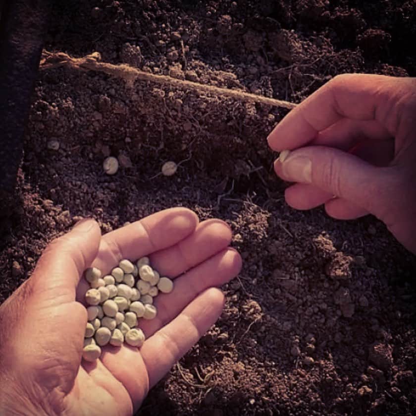 のインスタグラム：「Da ogni seme nasce quello che è contenuto dentro sé stesso, non posso ottenere quel che voglio seminando il suo contrario...questo oggi mi sta insegnando la terra🙏 . . . #semina #raccolto #seminaregentilezza #raccoglieregentilezza」