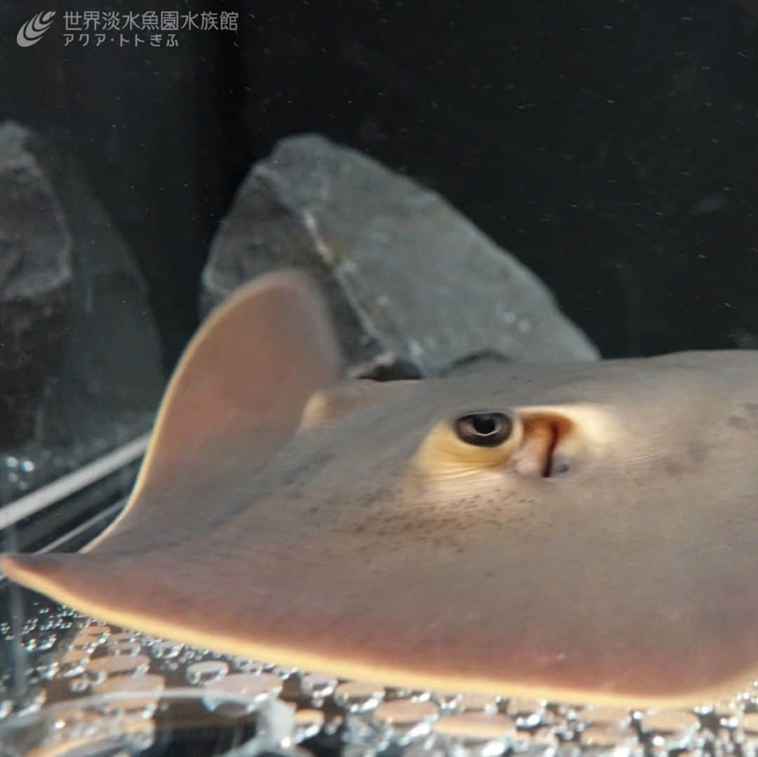 世界淡水魚園水族館 アクア・トト ぎふのインスタグラム