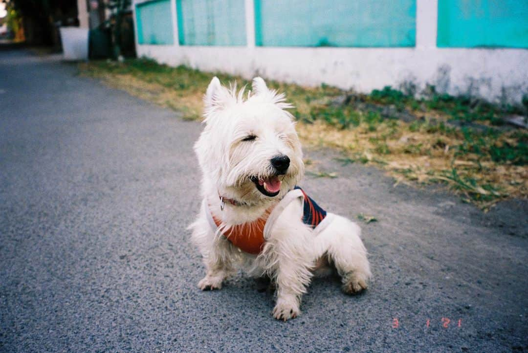 Hoykong&Plamuekのインスタグラム：「When my mom shoot film #filmphotography  #dogsofinstagram」