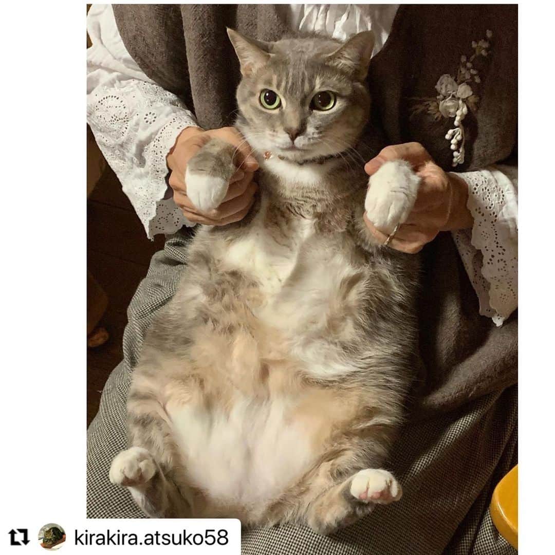 【公式】いぬのきもち・ねこのきもちのインスタグラム：「#Repost @kirakira.atsuko58 さんのプーちゃん。  9年前は、 ガリガリに痩せた迷い子でした。  良い家族をみつけて、 幸せな毎日なんだね💖  ハッシュタグ #いぬのきもち #ねこのきもち に投稿いただいた可愛い写真をご紹介しています！ 「いぬのきもちWEB　MAGAZINE」、「ねこのきもちWEB MAGAZINE」でもご紹介させていただくことも！ -------------------  .  #ねこ #猫  #ねこすたぐらむ #ねこのきもち #ねこ好き #ねこと暮らす #ねこ好きさんと繋がりたい #猫好きな人と繋がりたい #猫がいる生活 #猫と暮らす#猫好き #cat #catstagram #catsofinstagram #cats_of_instagram」