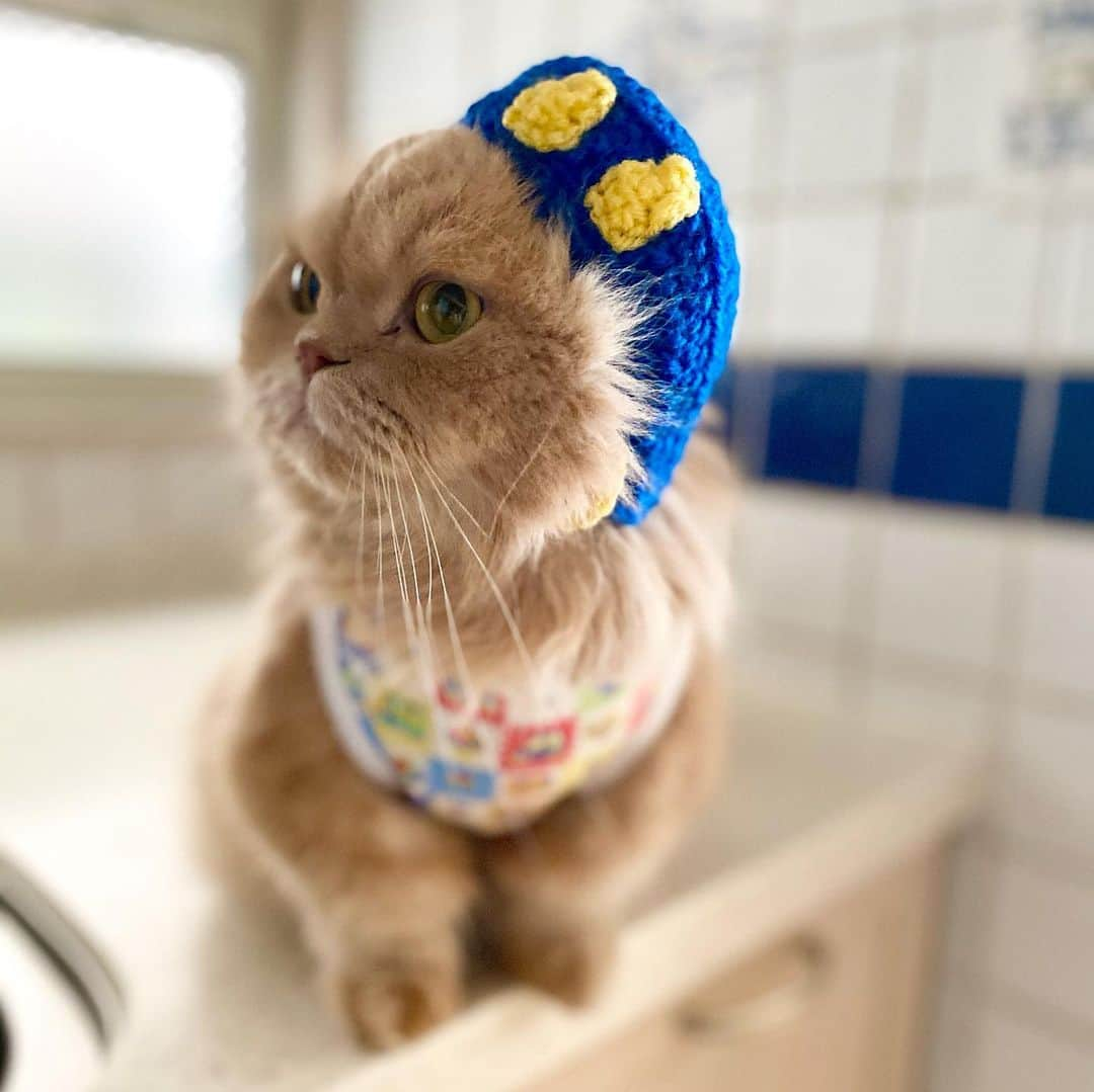 ベルさんのインスタグラム写真 - (ベルInstagram)「. Fashionable  オサレさんになれたかにゃ😻  #fashionable #fashionablecat #おしゃれキャット  @nekohouse_rara #ねこはうすララ @rara1103 さん @miyacomiya1228 さん 作 #くるませっと  @yukaki0518 ゆかりん #ごろにゃんまつり  #ごろにゃんまつり福は内   @animalabo_official #まんまる @petokoto #ペトコト猫モデル #ペトこと取材班 #にゃんグラム #PETEMO @nyanga_jo  #愛ネコとのおうち時間  #ペトラフ #ペトラフキュンです #ねこのきもち #らぶにゃんるうむ #catstagram_japan #bestcatsclub#bestcataward  #cats_of_instagram #catsofinstagram #club_of_cats #9gagcute  #ミヌエットのベルちゃん  NAME : Bell  ベル Breed : minuet  ミヌエット 🎂 : 2016.5.15  4歳 ・ NAME : Suzu すずちゃん Breed : Scottish fold スコティッシュフォールド 🎂 : 2018.3.21 2歳 . NAME : Lindor リンドール Breed : Teacup poodle ティーカッププードル 🎂 : 2019.7.18 〜2020.9.14🌈」2月6日 18時03分 - ricorico_rico