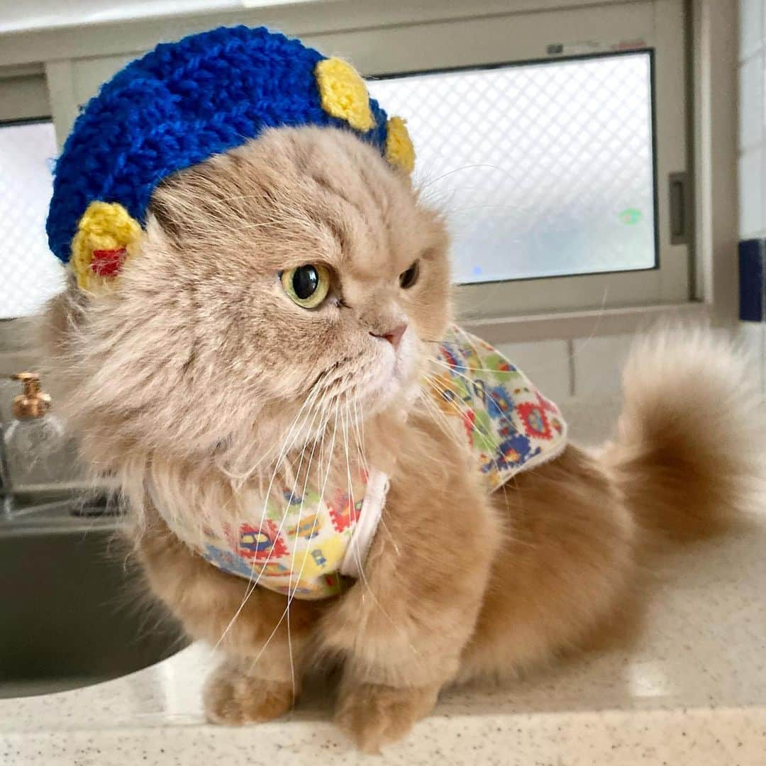 ベルさんのインスタグラム写真 - (ベルInstagram)「. Fashionable  オサレさんになれたかにゃ😻  #fashionable #fashionablecat #おしゃれキャット  @nekohouse_rara #ねこはうすララ @rara1103 さん @miyacomiya1228 さん 作 #くるませっと  @yukaki0518 ゆかりん #ごろにゃんまつり  #ごろにゃんまつり福は内   @animalabo_official #まんまる @petokoto #ペトコト猫モデル #ペトこと取材班 #にゃんグラム #PETEMO @nyanga_jo  #愛ネコとのおうち時間  #ペトラフ #ペトラフキュンです #ねこのきもち #らぶにゃんるうむ #catstagram_japan #bestcatsclub#bestcataward  #cats_of_instagram #catsofinstagram #club_of_cats #9gagcute  #ミヌエットのベルちゃん  NAME : Bell  ベル Breed : minuet  ミヌエット 🎂 : 2016.5.15  4歳 ・ NAME : Suzu すずちゃん Breed : Scottish fold スコティッシュフォールド 🎂 : 2018.3.21 2歳 . NAME : Lindor リンドール Breed : Teacup poodle ティーカッププードル 🎂 : 2019.7.18 〜2020.9.14🌈」2月6日 18時03分 - ricorico_rico