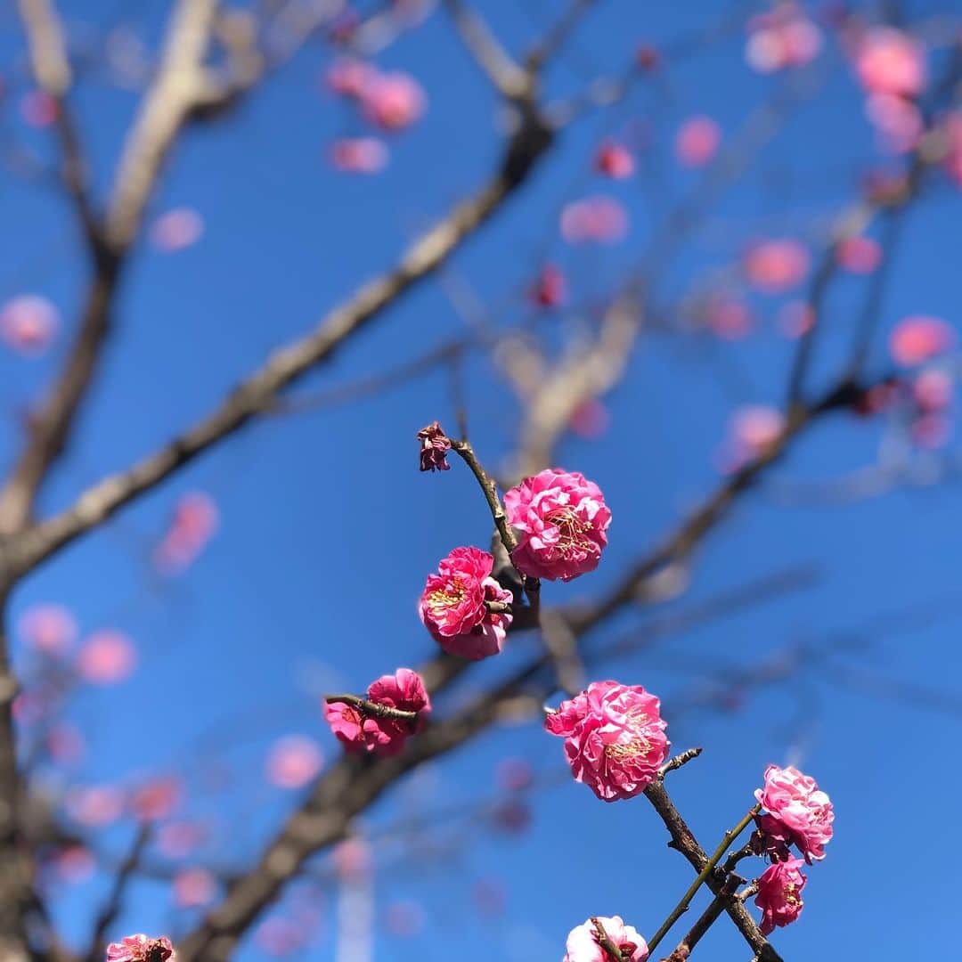 中川政七商店さんのインスタグラム写真 - (中川政七商店Instagram)「「早春を告げる。」  奈良の街のあちこちでは、早春を告げる花が咲きはじめています。」2月6日 18時07分 - nakagawamasa7