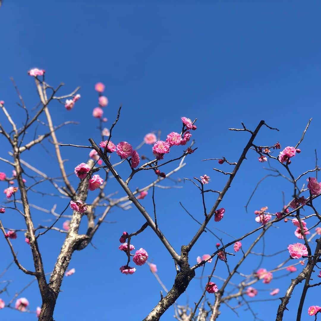 中川政七商店さんのインスタグラム写真 - (中川政七商店Instagram)「「早春を告げる。」  奈良の街のあちこちでは、早春を告げる花が咲きはじめています。」2月6日 18時07分 - nakagawamasa7