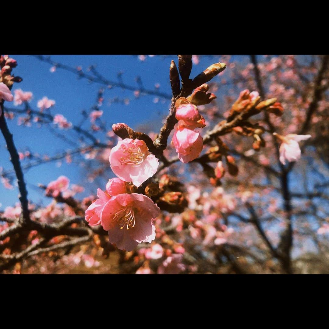 まりゑさんのインスタグラム写真 - (まりゑInstagram)「春の足音🌸  #春 #春よ来い  #photography #flower #springhascome  #散歩」2月6日 18時09分 - manmarumarie