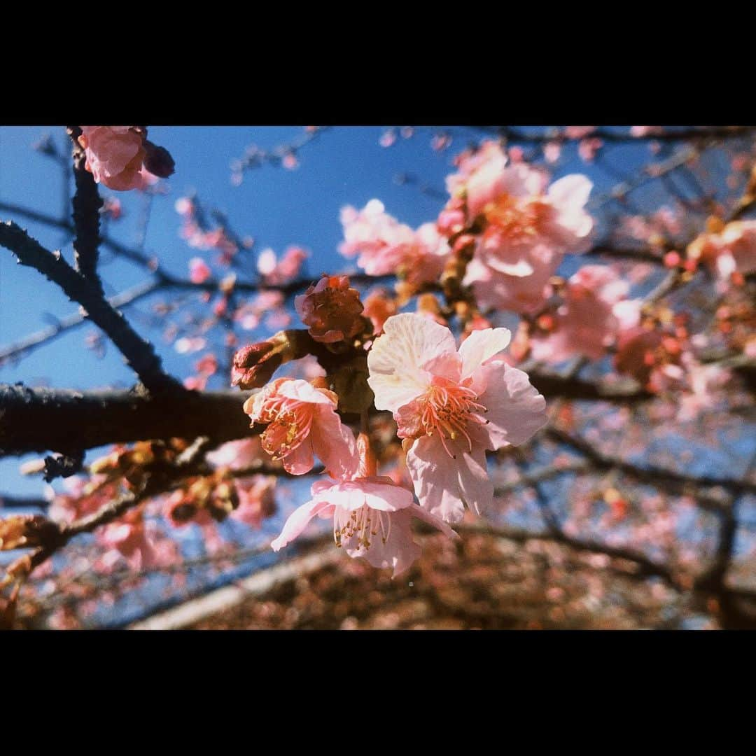 まりゑさんのインスタグラム写真 - (まりゑInstagram)「春の足音🌸  #春 #春よ来い  #photography #flower #springhascome  #散歩」2月6日 18時09分 - manmarumarie