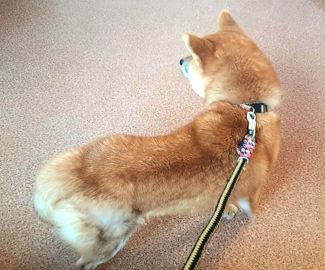 柴犬たま Shibainu Tamaさんのインスタグラム写真 - (柴犬たま Shibainu TamaInstagram)「﻿ ビビリのウニは注射前、この通りしっぽが下がりきってました…😅この病院で生まれたんだけど、怖いものは怖いよね💦﻿ ﻿ Caption trans🇬🇧﻿﻿﻿﻿ Scared Uni had her tail down before she was given the injection…😅 He was born in this veterinary clinic, but scary stuff is scary, right?💦﻿ ﻿﻿ #たま家族 #柴犬ウニ #おしゅし兄弟 #動物病院 #ワクチン接種 #ビビリ #怖がり #しっぽモフモフ #後頭部フェチ﻿ #柴犬 #shiba #shibainu #shibastagram #犬 #dog」2月6日 18時10分 - tama7653