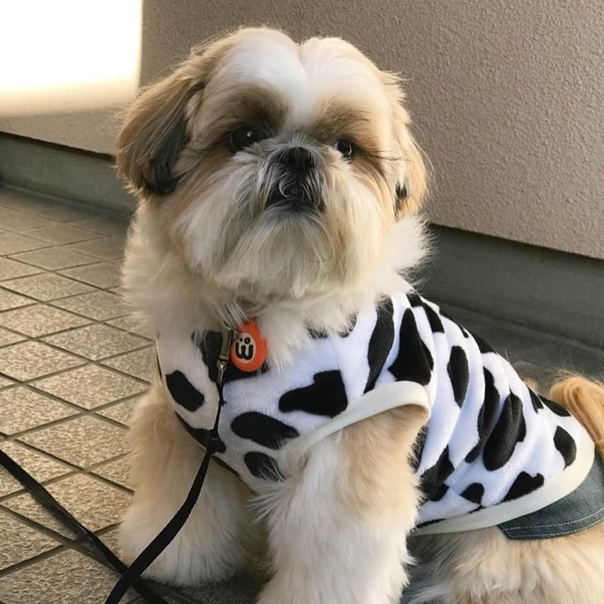 りんくのインスタグラム：「良い週末を ☺️️🐶✨」