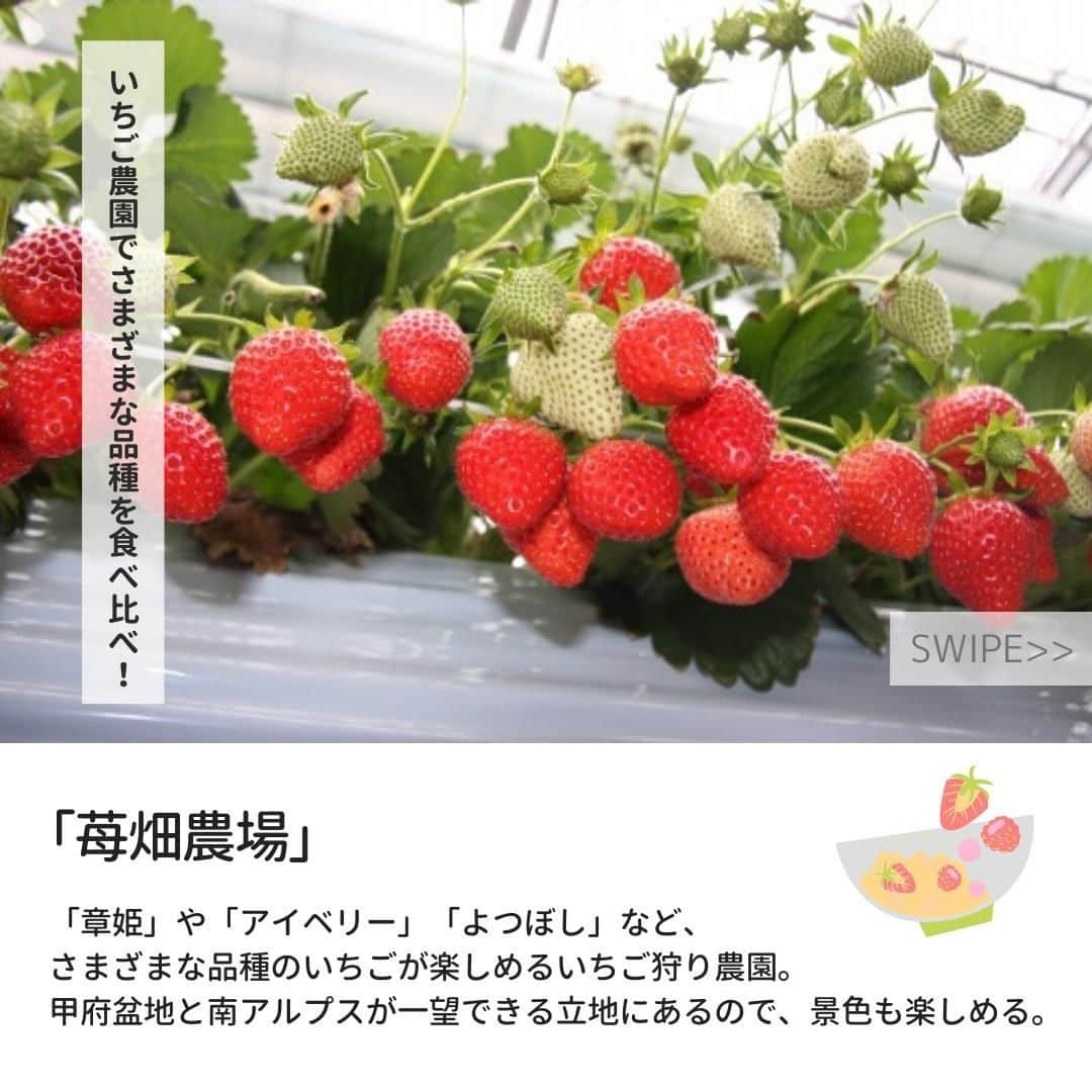 旅色さんのインスタグラム写真 - (旅色Instagram)「＼ いつか行きたい旅プラン／ 山梨で旬のいちご狩り🍓🍀 夫婦で楽しむ温泉旅♨️👫 ﻿ 甲州（山梨県） ﻿ 「こんな方にオススメ」﻿ ✔︎夫婦で旅がしたい ✔︎“美肌の湯”に興味あり ✔︎フルーツ狩りに行きたい ﻿✔︎歴史ある建築が好き ﻿ 【旅色編集部よりひと言】﻿ 「夫婦2人で温泉宿に泊まりたい」という方にはこちら☝️🌟 “美肌の湯”で知られる「塩山（えんざん）温泉」は開湯約650年の歴史ある甲州の名湯♨️✨ 立ち寄り入浴も大人気の「宏池（こうち）荘」で、その湯ざわりを体験してみませんか？ また、フルーツ王国・山梨で旬のいちご狩り🍓も楽しみましょう♪  https://tabiiro.jp/article/696/ ﻿ 『みんなの旅プラン』では旅色コンシェルジュが多彩な要望に応えてつくった数ある旅プランの中から、季節に合わせておすすめをご紹介しています。誰かの願いにぴったり合う旅は、きっとあなたの旅のヒントになるはず！﻿ ﻿ 『みんなの旅プラン』と検索して﻿ 自分にぴったりの旅を見つけましょう♩﻿ ﻿ ▶︎▷▶︎ @tabiiro﻿ ﻿ #山梨県　#甲州　#旬彩庭宴和ごころ　#恵林寺　#武田信玄　#甘草屋敷　#宏池荘　#温泉　#苺畑農場　#いちご狩り　#甲州ほうとう完熟屋　#麻屋葡萄酒　#ワイナリー　#グルメ　#みんなの旅プラン　#旅色コンシェルジュ　#旅色　#旅計画　#旅プラン　#tabiiro #旅　#旅行　#trip #旅スタグラム　#国内旅行 #japan #japantravel #japantrip #国内旅行　#日本旅行」2月6日 19時00分 - tabiiro